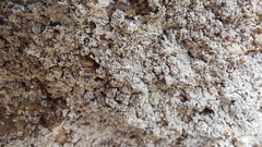 Lepraria normandinoides