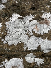 Phlyctis petraea