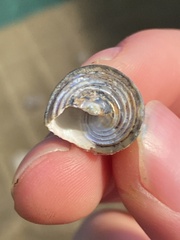 Calliostoma canaliculatum