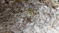 Lepraria normandinoides