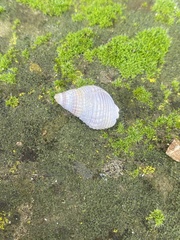 Nassarius fossatus