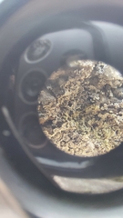 Lepraria normandinoides