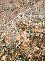 Quercus georgiana