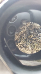 Lepraria normandinoides