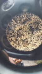 Lepraria normandinoides