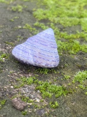 Calliostoma tricolor