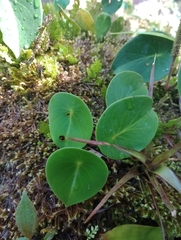 Peperomia hernandiifolia
