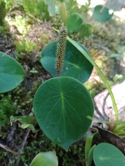 Peperomia hernandiifolia
