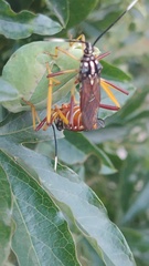 Holhymenia histrio