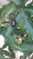 Cacoscelis nigripennis