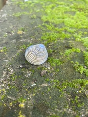 Calliostoma canaliculatum