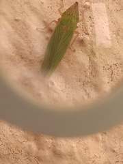 Draeculacephala soluta