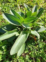 Arnoglossum plantagineum