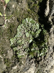 Marchantia polymorpha