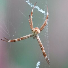 Argiope