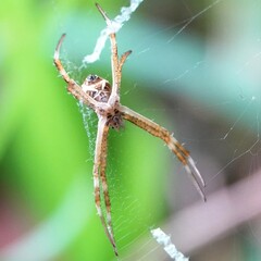Argiope