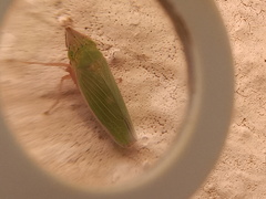 Draeculacephala soluta