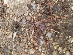 Cyperus granitophilus