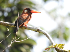 Galbalcyrhynchus leucotis