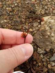 Cyperus granitophilus