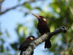 Galbalcyrhynchus leucotis
