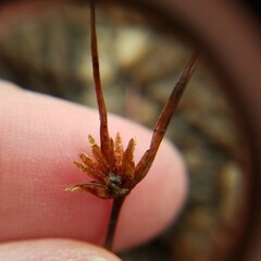 Cyperus granitophilus