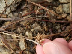 Cyperus granitophilus