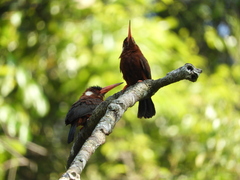 Galbalcyrhynchus leucotis