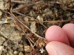 Cyperus granitophilus