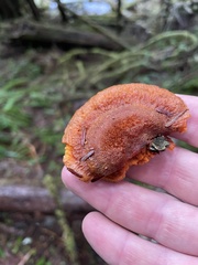 Pycnoporellus