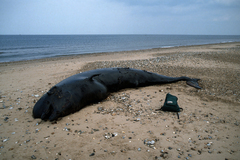 Globicephala melas