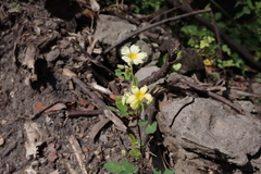 Oxalis frutescens