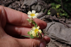 Oxalis frutescens