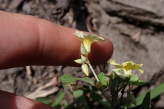 Oxalis frutescens