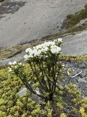 Gentianella corymbifera