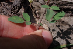 Oxalis frutescens