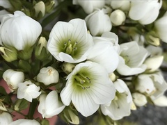 Gentianella corymbifera