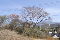 Albizia occidentalis