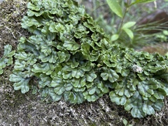 Marchantia polymorpha