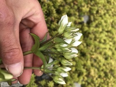 Gentianella corymbifera