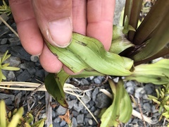 Gentianella corymbifera