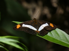 Adelpha iphiclus