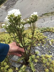 Gentianella corymbifera