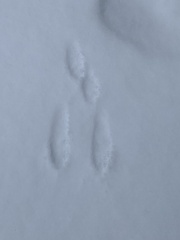 Lagomorpha