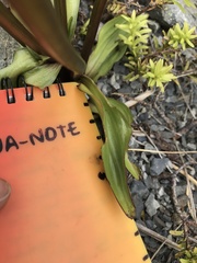 Gentianella corymbifera