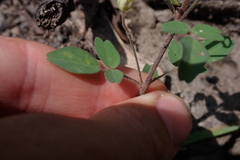 Oxalis frutescens