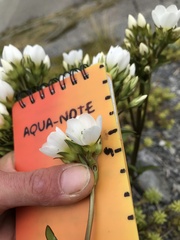 Gentianella corymbifera