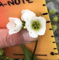 Gentianella corymbifera