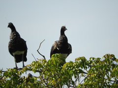 Anhima cornuta