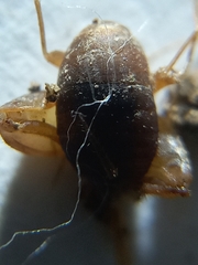 Myrmecophilus